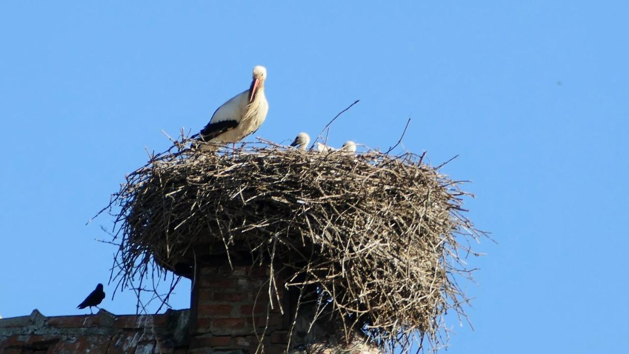 شقة Un Balcon Sur Les Toits بيبلينهايم المظهر الخارجي الصورة